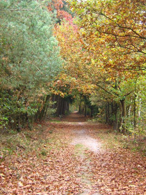 meilleurs voeux pour le mois de novembre :-)