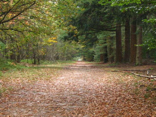 un de ces jolis chemins d'automne