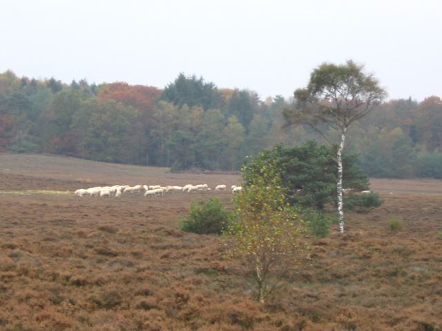 un troupeau de moutons au milieu de la bruyre